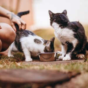 Alimentación gatos