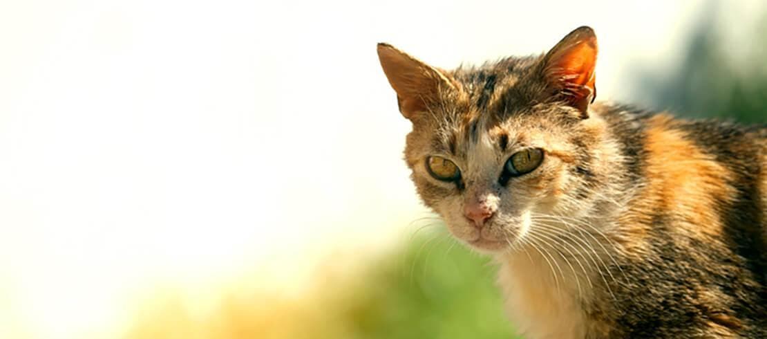 gato_asilvestrado_mirando_1110x490