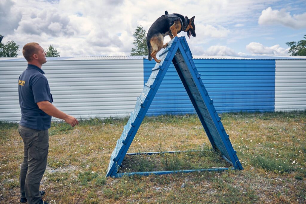 adiestramiento canino